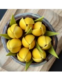 Chocolade tulpenpotje met “Mama” – Moederdagcadeau
